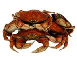 wholecook-dungeness-crab