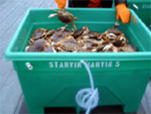 live-dungeness-crab-supplier