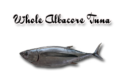 whole fresh albacore tuna