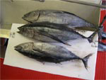 whole-albacore-tuna