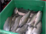 Wholesale-Coho-Salmon