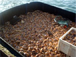 wholesale-dungeness-crab