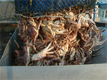 wholesale-king-crab