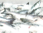 wholesale-sockeye-salmon